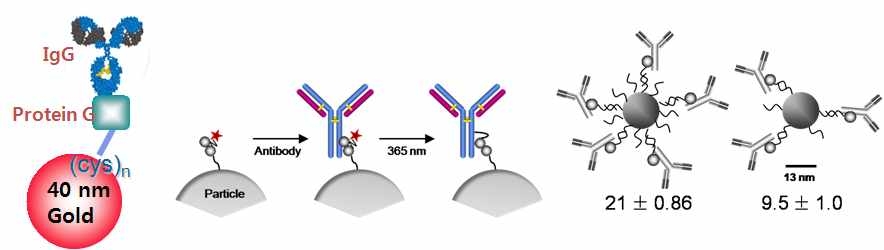 항체고정화 관련 나노입자/항체 인터페이싱 기술(한국생명공학연구원)