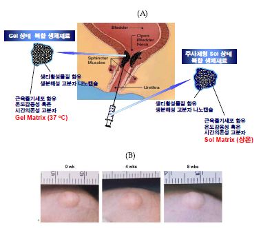 졸-겔 전이 나노복합체 제조 기술 (A) 및 동물실험 (B)