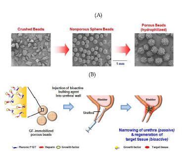 본 연구에서 개발된 (A) 다공성 미세입자 제조과정 및 (B) 이들에 도입된 성장인자의 서방형 방출에 의한 요도주변 조직 재생 모식도
