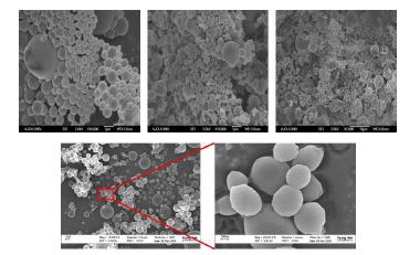 Bovine serum albumin을 함유한 PLGA 나노입자의 SEM 사진