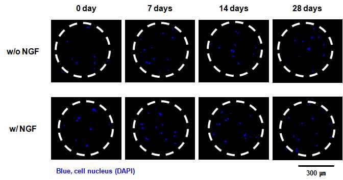 성장인자 (NGF)가 탑재된 다공성 구형입자에서의 근육줄기세포 증식 거동 (DAPI staining)