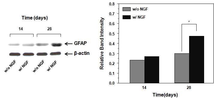 NGF가 탑재된 다공성 구형입자에서의 근육줄기세포의 신경세포로의 분화 거동 (Western blot)