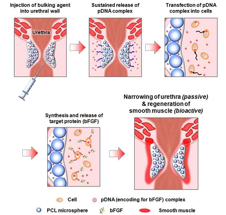 pDNA 탑재 PCL/PLGA 혼합 주사제제의 요실금 치료 작용기전