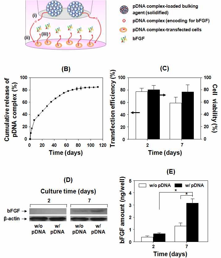 pDNA 탑재 PCL/PLGA 혼합 주사제제의 동물모델 (hairless mouse) 도입에 따른 (A) 부피변화 및 (B) pDNA의 주변 세포/조직으로의 이입 거동