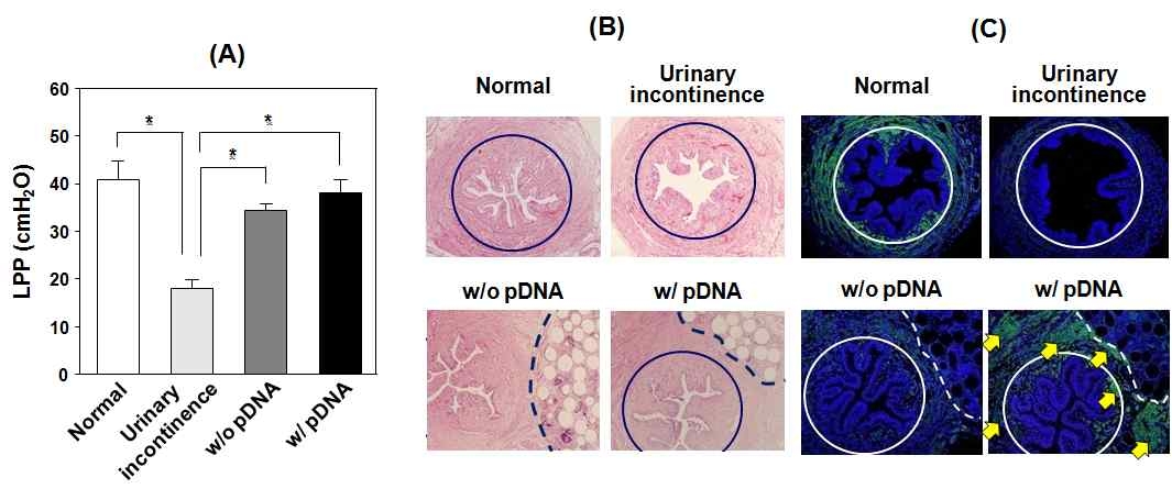 pDNA 탑재 PCL/PLGA 혼합 주사제제의 요실금 모델쥐의 요도 도입에 따른 (A) LPP, (B) H&E 염색 및 (C) 면역형광염색 결과