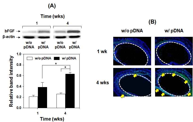 pDNA 탑재 PCL/PLGA 혼합 주사제제의 동물모델 (hairless mouse) 도입에 따른 (A) 타겟 성장인자 합성 및 (B) 평활근 유도 거동 (화살표, 재생/유도된 평활근)