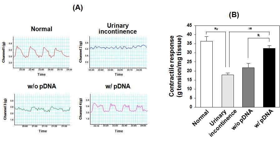 pDNA 탑재 PCL/PLGA 혼합 주사제제의 요실금 모델쥐의 요도 도입에 따른 (A) contractility 및 (B) contractile response 결과