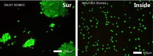 CS-ac & CS-lipo hydrogel의 표면/내부에서의 세포생존성 평가 (7 day)