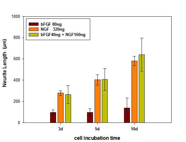 HA로부터 서방형으로 방출되는 NGF 및 bFGF에 따른 neurite 길이 분석 결과 (10 days)