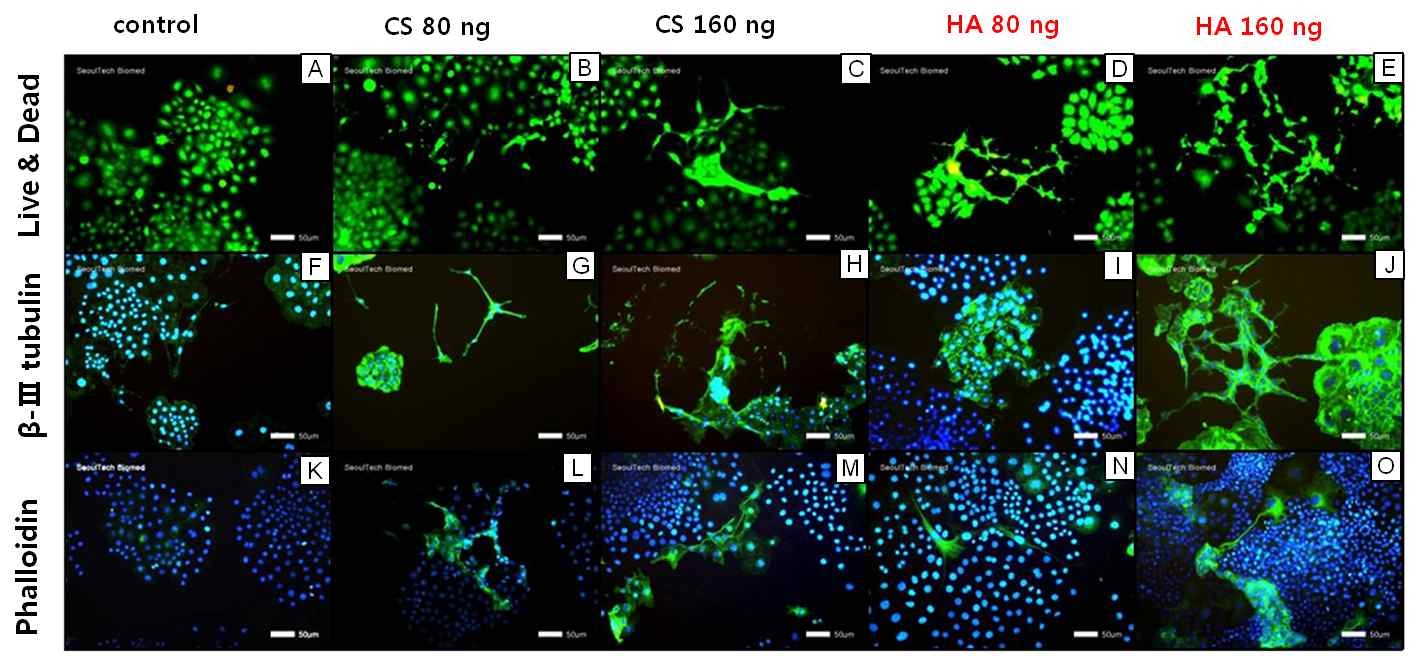 Differentiation of PC12 cells on the culture dish affected by releasing NGFs from CS, HA hydrogel at 7 days as observed by fluorescence microscopy; Live  blue: nuclei, green: β-Ⅲ tubulin); phalloidin staining (K, L, M, N and O; blue = nuclei, green = f-actin).