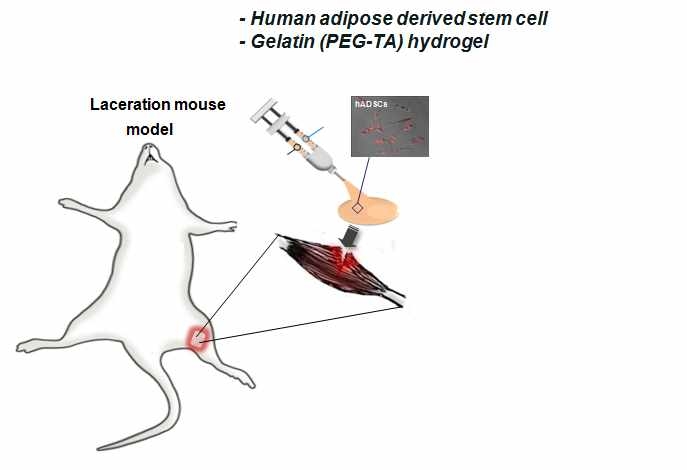 laceration 마우스 모델을 통한 근육재생 실험(in vivo)