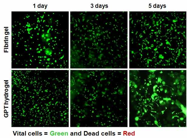 하이드로겔 내부에서의 쥐 골수줄기세포 (rat MSC) 배양