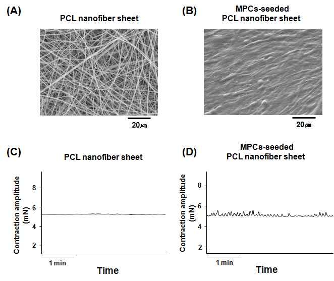 PCL nano sheet에 배양된 MPCs의 배양 및 전기적 자극에 의한 contraction 평가 (in vitro)