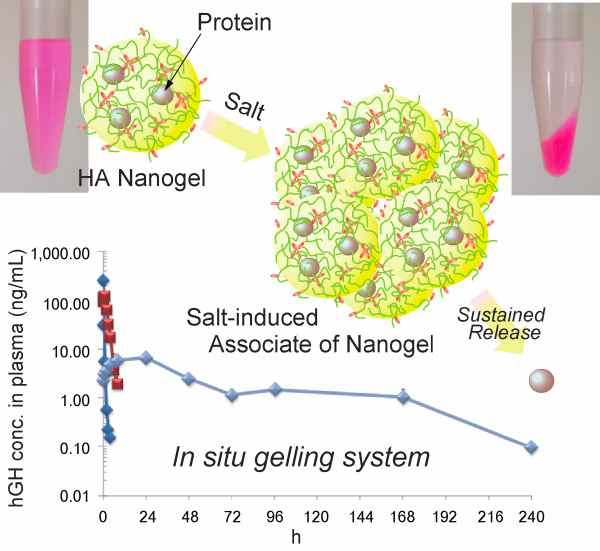 Salt-induced associate of nano-gel 모식도