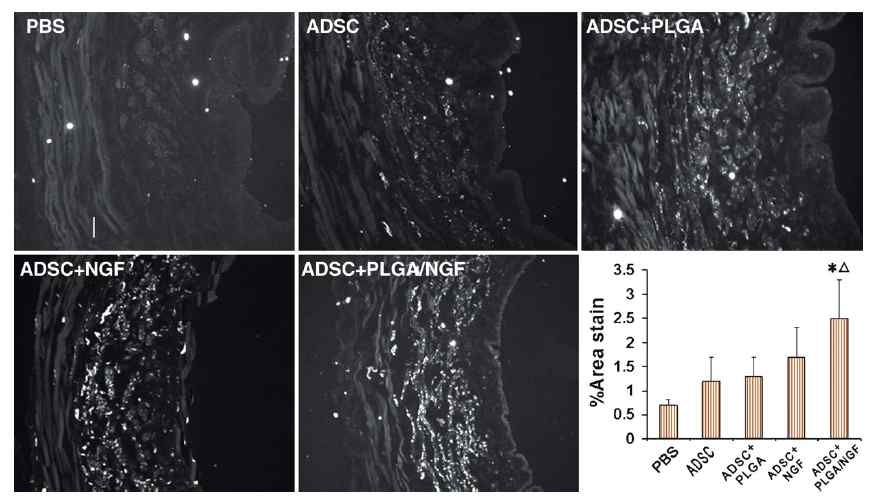 Area of positive PGP9.5 staining for the entire urethral cross-section