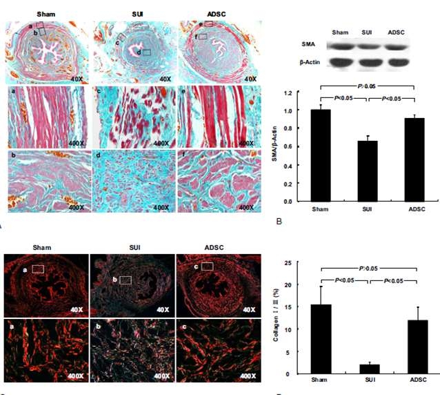 Area of positive PGP9.5 staining for the entire urethral cross-section