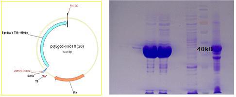 pQyliI plasmid와 단백질 발현, 정제 후 SDS-PAGE