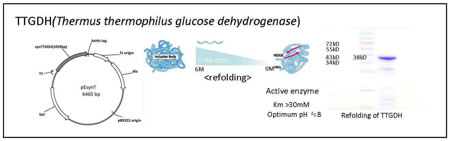 Thermus thermophilus GDH의 기능적 발현 전략