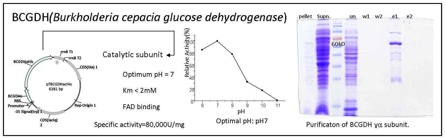 Burkholkeria cepacia GDH 활성단위체의 정제 및 특성평가