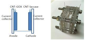 전자전달 매개체와 수소이온교환막이 없는 CNT-효소 생체연료전지 구성