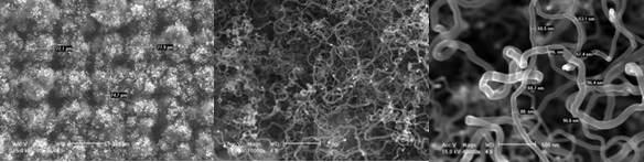 Carbon post에 확보된 CNT growth FESEM image