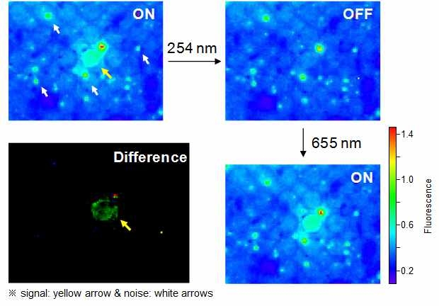 강한 자기형광(autofluorescence)을 가진 모델 생체 조직 하에서 ON/OFF 형광스위칭이 반복되는 복합체 폴리머닷의 근적외 형광영상 및 신호잡음이 제거된 근적외 형광 영상(좌, 하).