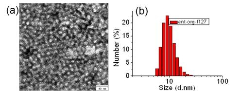 Ant-org 집적 형광 폴리머닷의 TEM이미지(좌) 및 수화상태 크기 분포(우).