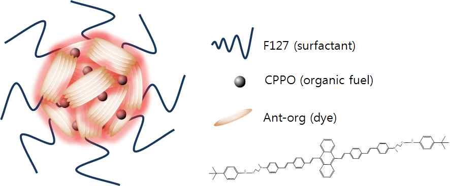활성산소 감응형 Ant-org/CPPO 집적 화학발광 폴리머닷의 모식도.