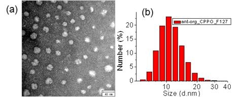 Ant-org/CPPO 집적 화학발광 폴리머닷의 TEM이미지(좌) 및 수화상태 크기 분포(우).