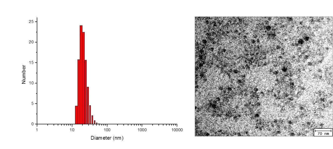 폴리머닷의 DLS로 측정한 크기 분포(좌) 및 TEM 이미지(우).