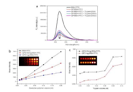 단백질 분해 효소(트립신) 및 폴리머닷의 양에 따른 형광 세기 변화