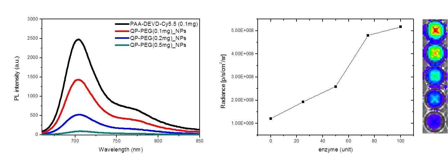 형광 소광제 양에 따른 형광 스펙트럼(좌) 및 caspase-3 양에 따른 형광 변화 그래프(우).
