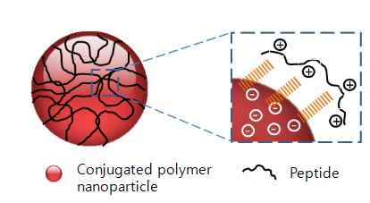 펩티드가 이식된 공액고분자의 폴리머닷 모식도