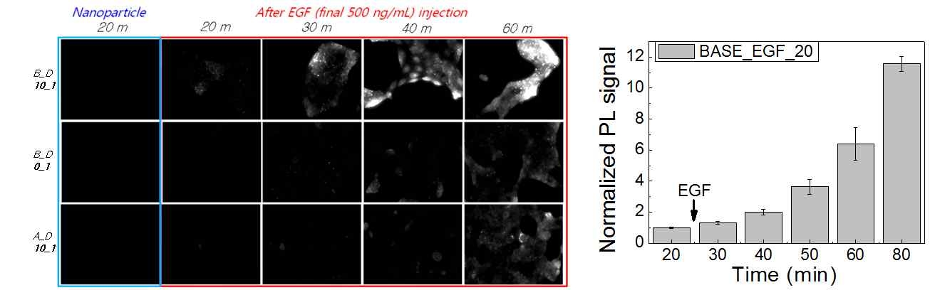 (좌) 분자 분산제 종류가 다른 나노 입자가 침투된 A-431 세포에 EGF 첨가 후 시간에 따른 형광 영상. (우) 좌측 이미지에서 추출된 유기염기가 함유된 나노입자의 시간에 따른 형광 세기의 변화
