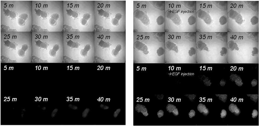 폴리머닷이 침투된 A-431 세포에 EGF를 첨가(우)하거나 첨가하지 않은(좌) 후 시간에 따라 EM-CCD로 촬영한 광학(상) 및 형광(하) 이미지