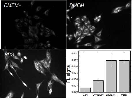 저산소 상태 (Hypoxia)와 일반 세포 배양용 대기 (Normoxia)에서 배양된 세포에 폴리머닷을 첨가하고 5분과 15분 후에 촬영한 형광 영상 및 그 형광 세기의 도시.