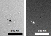 PEGA 나노입자의 TEM(좌) 및 cryoTEM(우) 이미지
