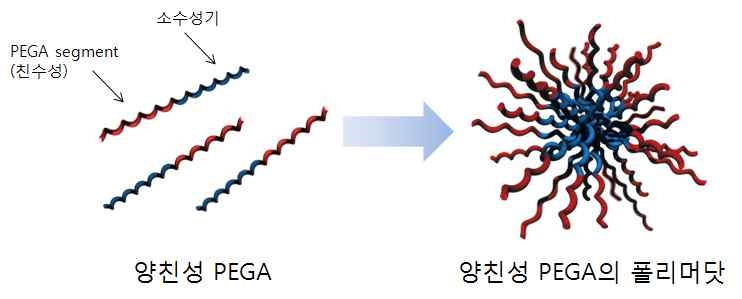 양친성 PEGA의 폴리머닷 모식도