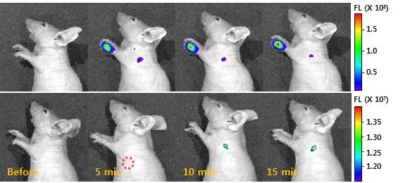 근적외 형광 복합체 폴리머닷을 투여한 모델 쥐의 시간에 따른 근적외 형광 영상