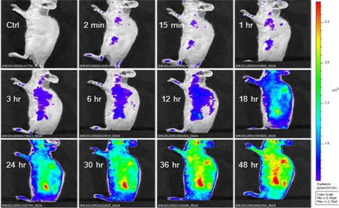 Ant-org 집적 형광 폴리머닷이 투여된 암(SCC7)모델 쥐의 시간의 경과에 따른 형광이미지