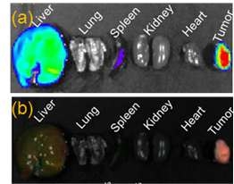 Ant-org 집적 형광 폴리머닷이 투여된 암(SCC7)모델 쥐로부터 적출된 주요 장기의 형광 영상