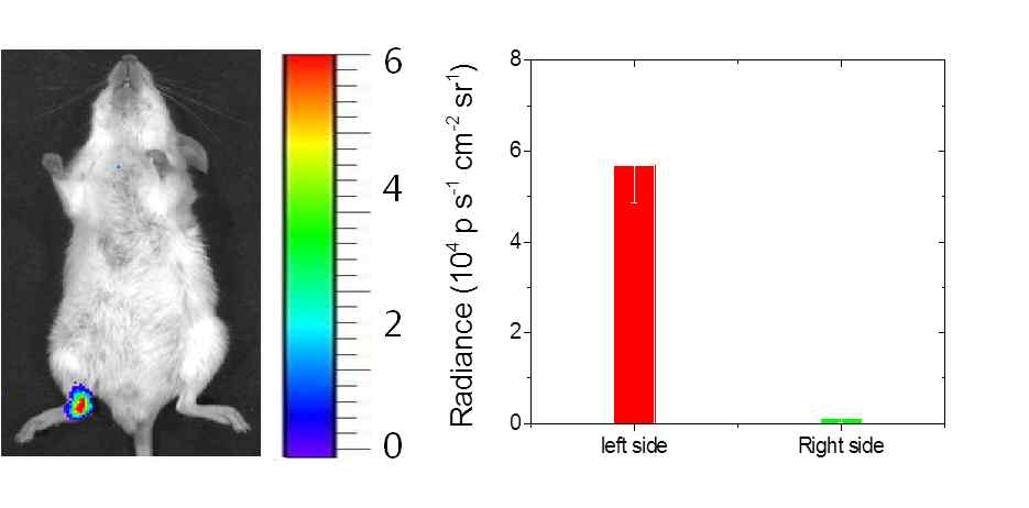 2중 증폭된 화학발광 나노프로브가 이용된 LPS 유발 관절염 모델에서의 진단영상(좌) 및 신호강도 profile(우).