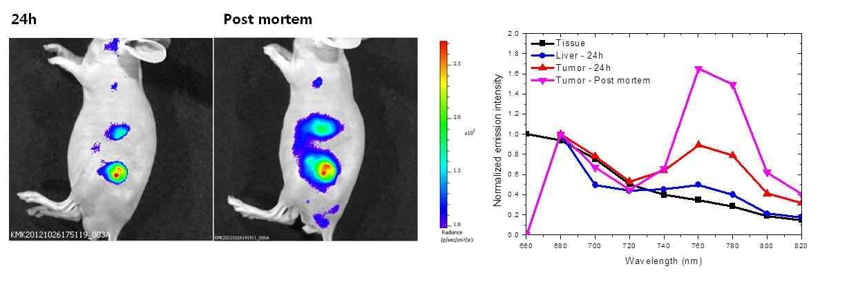 SCC7 종양이식 동물 모델에 적용된 산소농도 감응형 폴리머닷의 생체 내에 서의 형광영상(좌) 및 산소농도에 따른 인광 스펙트럼 변화 추이(우).