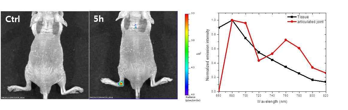 LPS 유발 관절염 모델에 적용된 산소농도 감응형 폴리머닷의 진단영상(좌) 및 관절염 부위의 인광 스펙트럼(우).