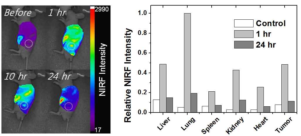 HSA-IDC2 복합체가 정맥 주사된 암(SCC7) 모델 쥐의 생체내 근적외 형광 이미지 (좌) 및 이로부터 적출된 장기의 형광 세기 비교 (우).
