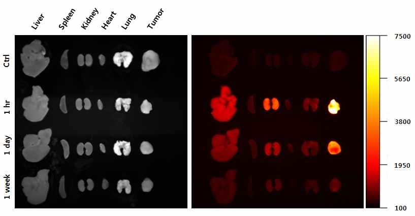 PEGA 나노입자 투여 1 시간, 1 일, 1 주일 이후 적출된 암모델 쥐의 주요 장기 광학(좌) 및 근적외 형광 영상(우).