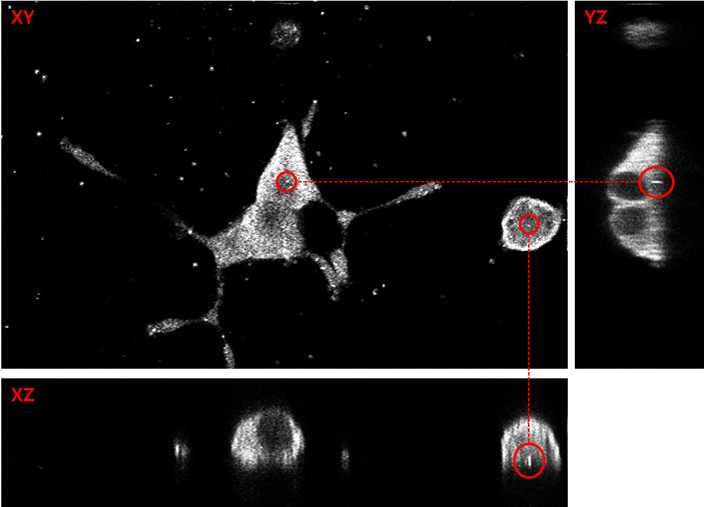 나노선 신경소자 상에서 배양된 PC12 cell의 XY, XZ, YZ 방향 단층 이미지.