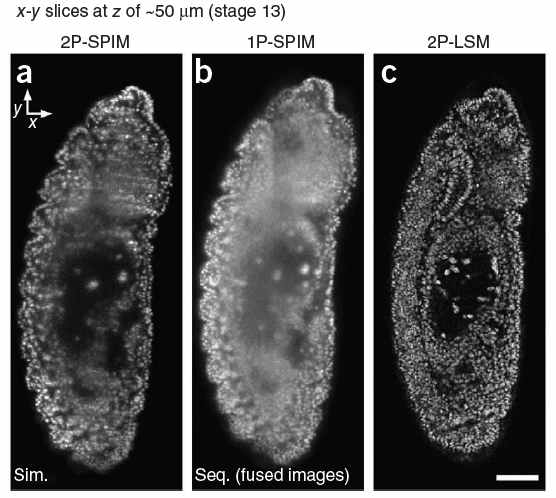 1P-SPIM 및 2P-LSM (laser scanning microscpy)와 2P-SPIM으로 획득한 파리 embryo들의 2D 이미지 비교
