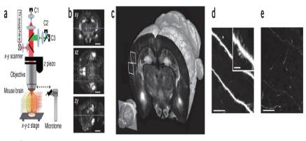 STP tomography 기법의 개략도와 mouse 뇌의 이광자 현미경 이미지