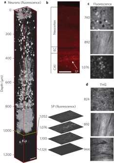 Mouse 뇌의 신경세포의 삼광자 현미경(3PM) 이미지